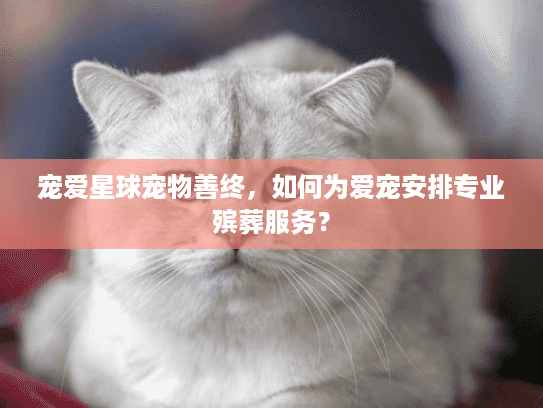宠爱星球宠物善终，如何为爱宠安排专业殡葬服务？