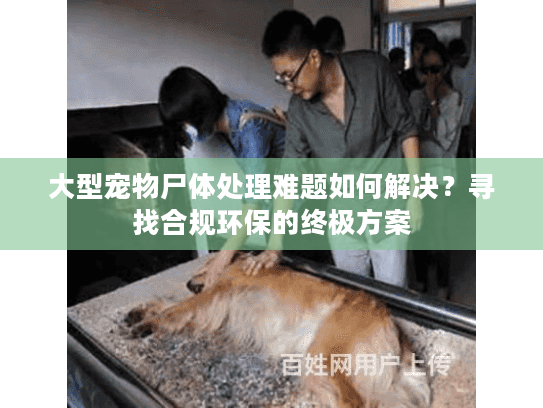 大型宠物尸体处理难题如何解决？寻找合规环保的终极方案