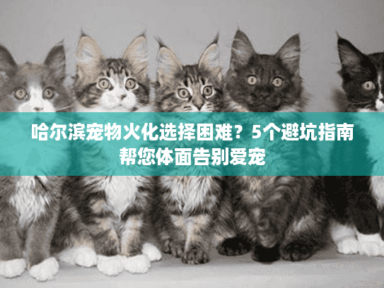 哈尔滨宠物火化选择困难？5个避坑指南帮您体面告别爱宠