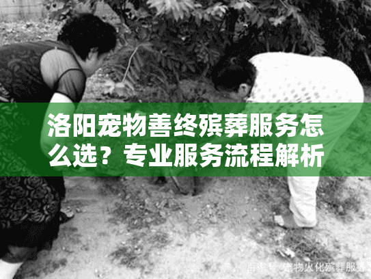 洛阳宠物善终殡葬服务怎么选？专业服务流程解析