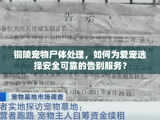 铜陵宠物尸体处理，如何为爱宠选择安全可靠的告别服务？