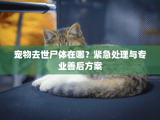 宠物去世尸体在哪？紧急处理与专业善后方案