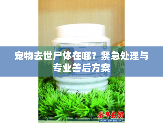 宠物去世尸体在哪？紧急处理与专业善后方案