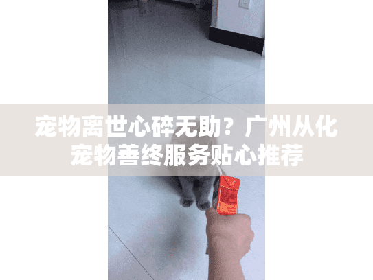 宠物离世心碎无助？广州从化宠物善终服务贴心推荐