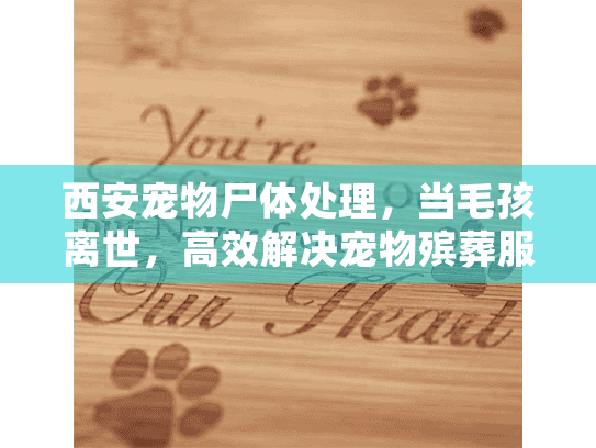 西安宠物尸体处理，当毛孩离世，高效解决宠物殡葬服务的全方位指南