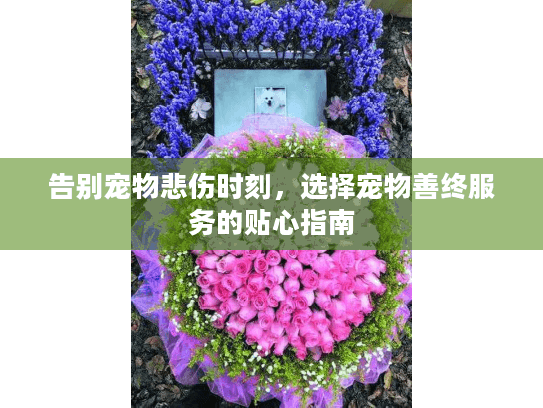 告别宠物悲伤时刻，选择宠物善终服务的贴心指南