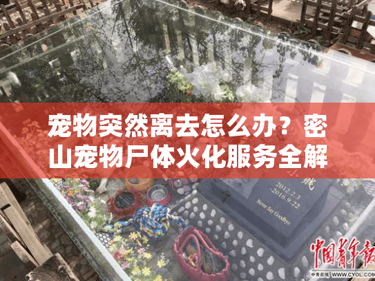 宠物突然离去怎么办？密山宠物尸体火化服务全解析