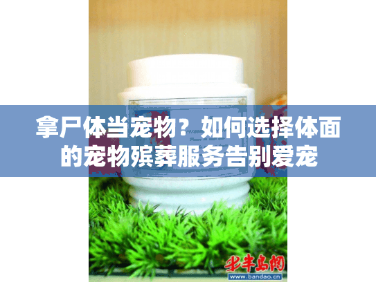 拿尸体当宠物？如何选择体面的宠物殡葬服务告别爱宠