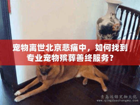 宠物离世北京悲痛中，如何找到专业宠物殡葬善终服务？