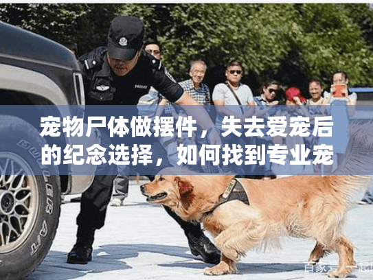 宠物尸体做摆件，失去爱宠后的纪念选择，如何找到专业宠物殡葬服务？