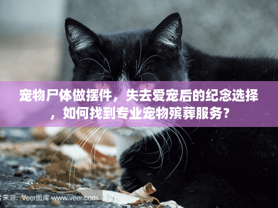 宠物尸体做摆件，失去爱宠后的纪念选择，如何找到专业宠物殡葬服务？