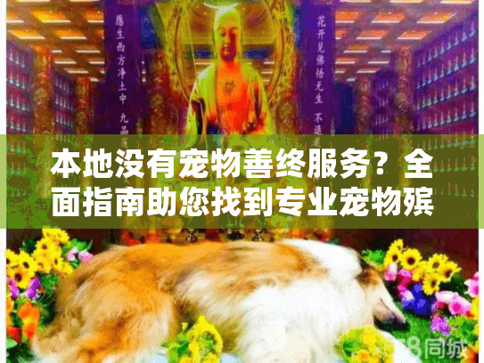 本地没有宠物善终服务？全面指南助您找到专业宠物殡葬方案！