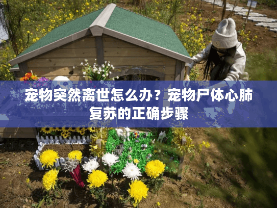 宠物突然离世怎么办？宠物尸体心肺复苏的正确步骤