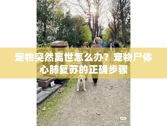宠物突然离世怎么办？宠物尸体心肺复苏的正确步骤