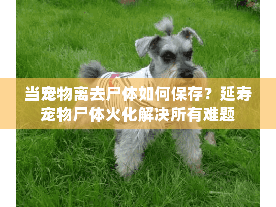当宠物离去尸体如何保存？延寿宠物尸体火化解决所有难题