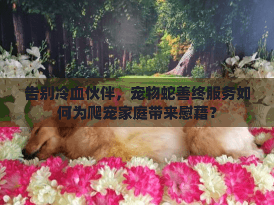 告别冷血伙伴，宠物蛇善终服务如何为爬宠家庭带来慰藉？