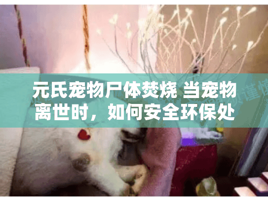 元氏宠物尸体焚烧 当宠物离世时，如何安全环保处理遗体？