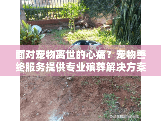面对宠物离世的心痛？宠物善终服务提供专业殡葬解决方案