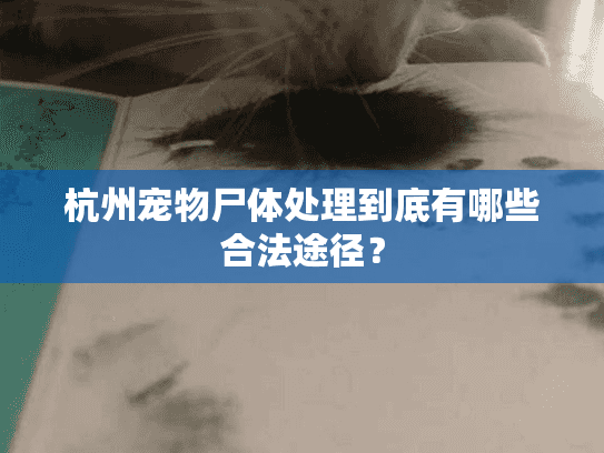 杭州宠物尸体处理到底有哪些合法途径？
