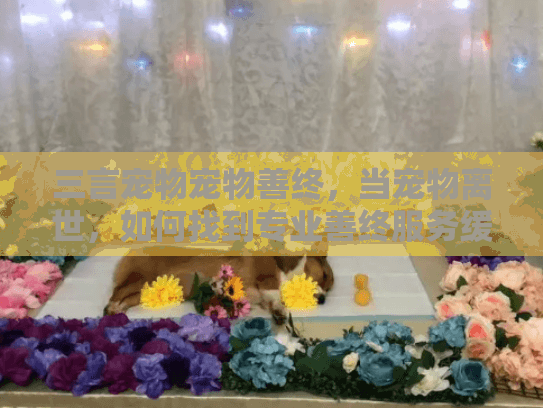 三言宠物宠物善终，当宠物离世，如何找到专业善终服务缓解伤痛？