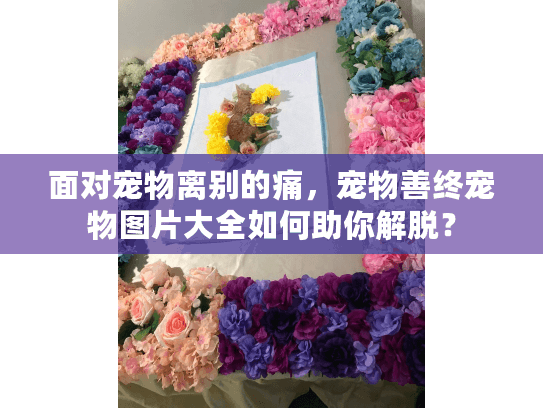 面对宠物离别的痛，宠物善终宠物图片大全如何助你解脱？