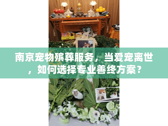 南京宠物殡葬服务，当爱宠离世，如何选择专业善终方案？