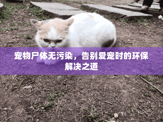 宠物尸体无污染，告别爱宠时的环保解决之道