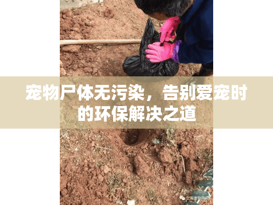 宠物尸体无污染，告别爱宠时的环保解决之道