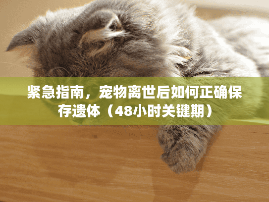 紧急指南，宠物离世后如何正确保存遗体（48小时关键期）