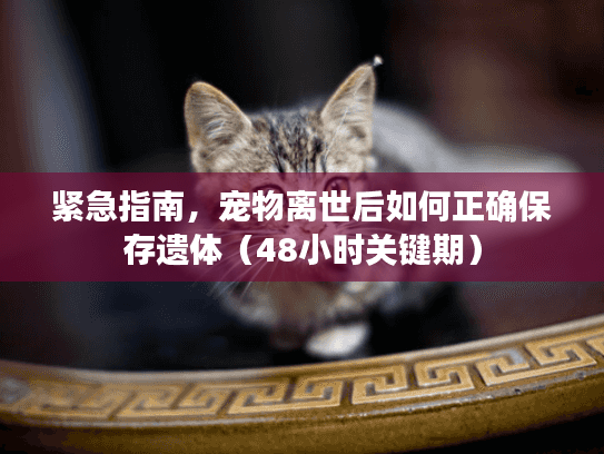 紧急指南，宠物离世后如何正确保存遗体（48小时关键期）