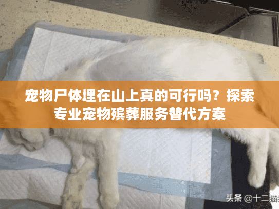 宠物尸体埋在山上真的可行吗？探索专业宠物殡葬服务替代方案