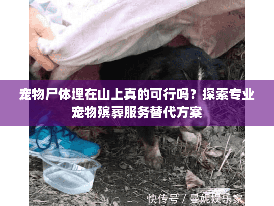 宠物尸体埋在山上真的可行吗？探索专业宠物殡葬服务替代方案