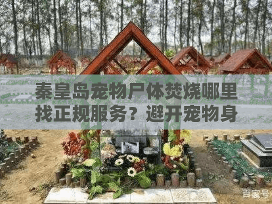 秦皇岛宠物尸体焚烧哪里找正规服务？避开宠物身后事处理的常见坑