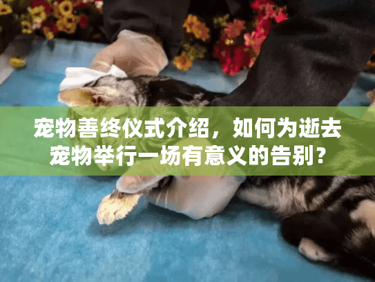 宠物善终仪式介绍，如何为逝去宠物举行一场有意义的告别？