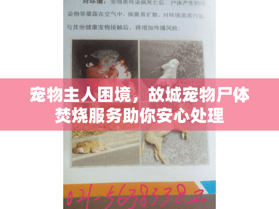 宠物主人困境，故城宠物尸体焚烧服务助你安心处理