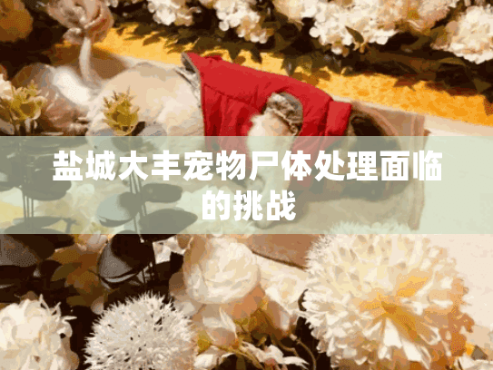 盐城大丰宠物尸体处理面临的挑战