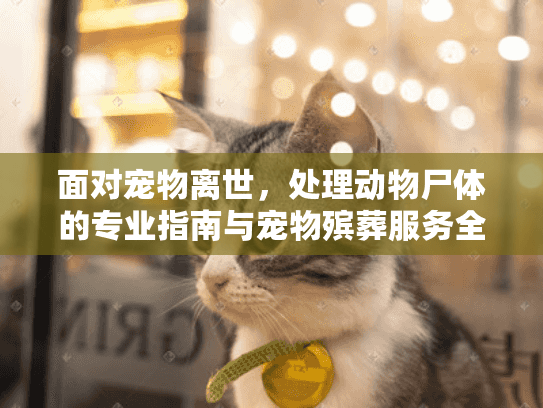 面对宠物离世，处理动物尸体的专业指南与宠物殡葬服务全解析