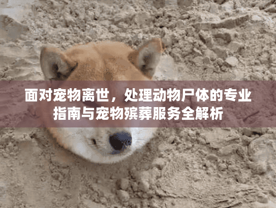 面对宠物离世，处理动物尸体的专业指南与宠物殡葬服务全解析