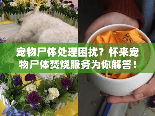 宠物尸体处理困扰？怀来宠物尸体焚烧服务为你解答！