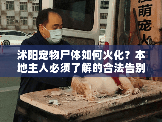 沭阳宠物尸体如何火化？本地主人必须了解的合法告别方式