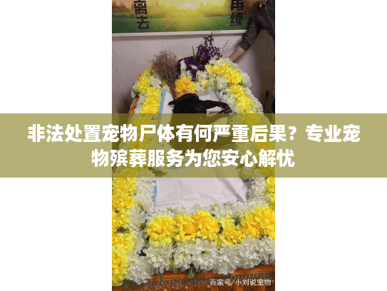 非法处置宠物尸体有何严重后果？专业宠物殡葬服务为您安心解忧