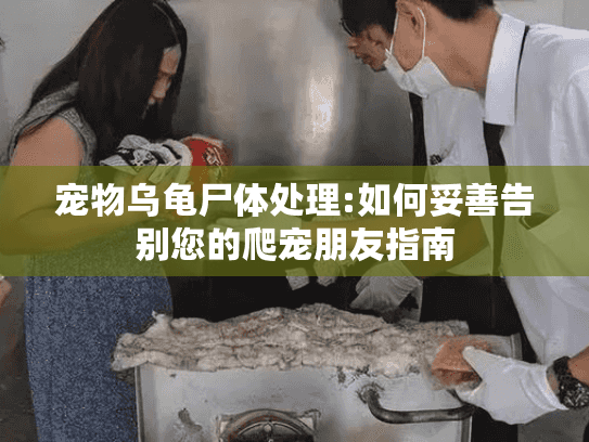 宠物乌龟尸体处理:如何妥善告别您的爬宠朋友指南