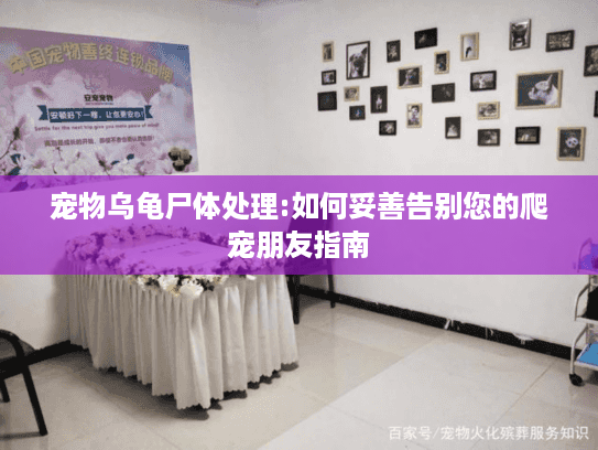 宠物乌龟尸体处理:如何妥善告别您的爬宠朋友指南