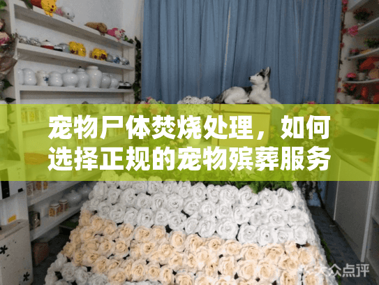 宠物尸体焚烧处理，如何选择正规的宠物殡葬服务？