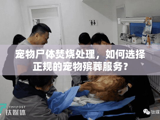 宠物尸体焚烧处理，如何选择正规的宠物殡葬服务？