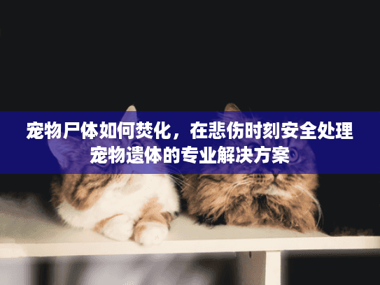 宠物尸体如何焚化，在悲伤时刻安全处理宠物遗体的专业解决方案