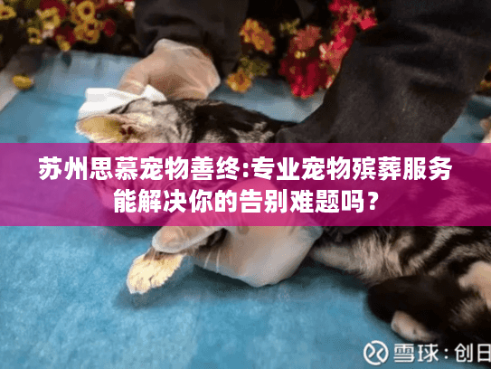 苏州思慕宠物善终:专业宠物殡葬服务能解决你的告别难题吗？