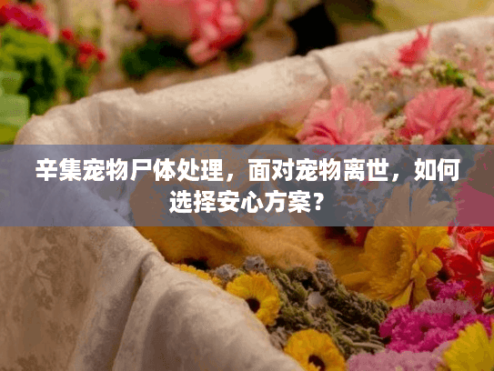 辛集宠物尸体处理，面对宠物离世，如何选择安心方案？