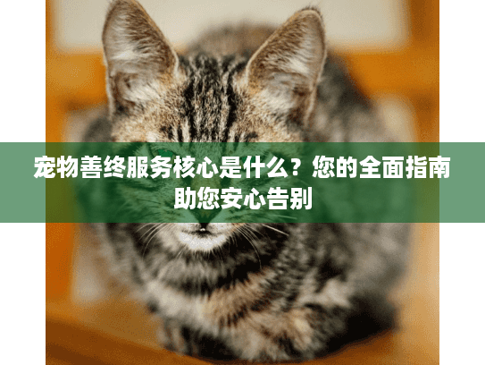 宠物善终服务核心是什么？您的全面指南助您安心告别