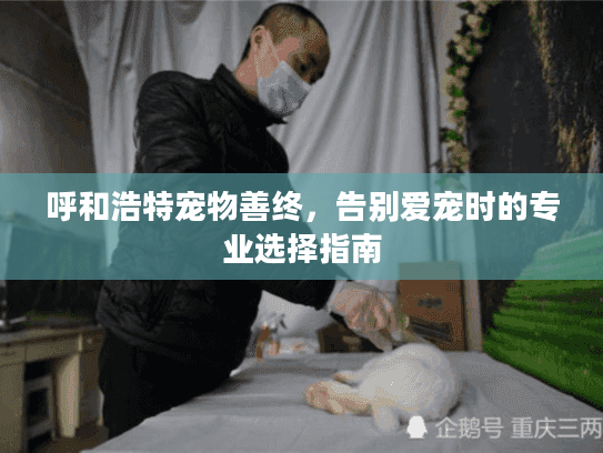 呼和浩特宠物善终，告别爱宠时的专业选择指南